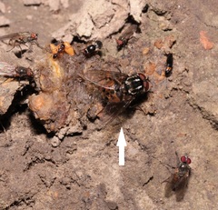 Graphomya maculata