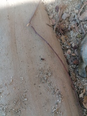 Camponotus rectangularis