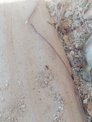 Camponotus rectangularis