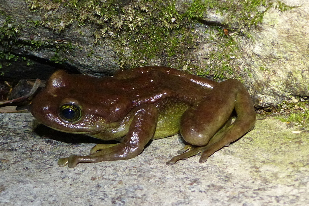 Cascade Frog