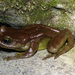 Amolops monticola - Photo (c) Jonathan Hakim, some rights reserved (CC BY-NC), uploaded by Jonathan Hakim