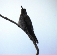 Colibri serrirostris
