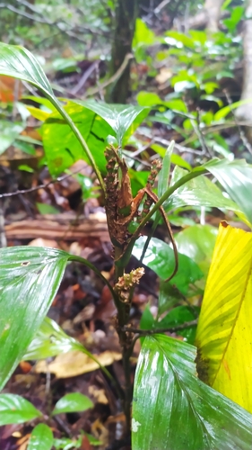 Geonoma stricta, photograph 4