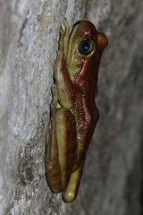 Amolops monticola