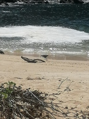 Buteogallus anthracinus