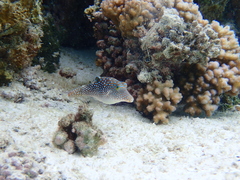 Canthigaster solandri