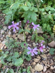 Silene aegyptiaca