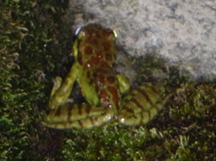 Amolops monticola