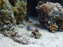 Canthigaster solandri