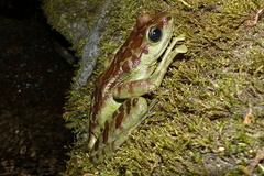 Amolops monticola