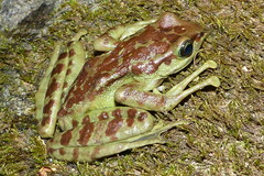 Amolops monticola