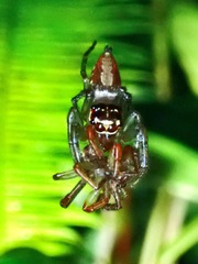 Colyttus