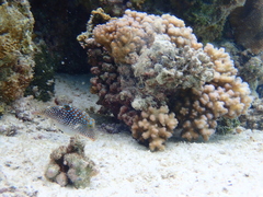 Canthigaster solandri