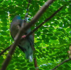 Patagioenas caribaea
