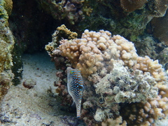Canthigaster solandri