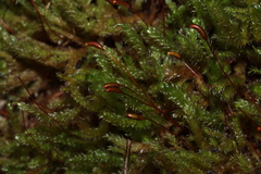 Hypnum cupressiforme lacunosum