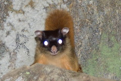 Petaurista magnificus