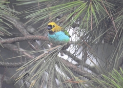 Tangara cyanoventris