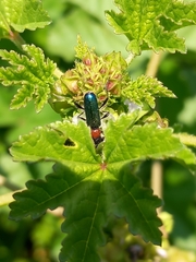 Cartallum ebulinum