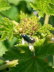 Cartallum ebulinum
