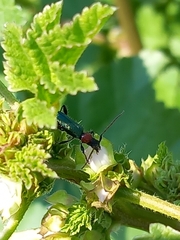 Cartallum ebulinum