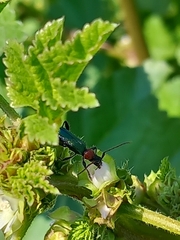 Cartallum ebulinum