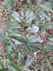Prunus phaeosticta