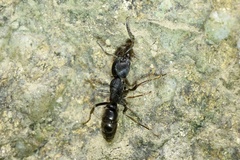 Ectomomyrmex