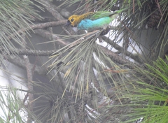 Tangara cyanoventris