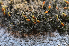 Grimmia orbicularis