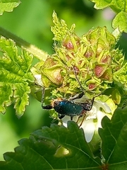 Cartallum ebulinum