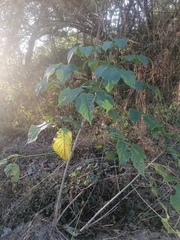 Roseodendron donnell-smithii