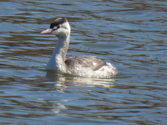 Podiceps cristatus