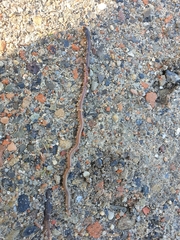 Lumbricus terrestris terrestris