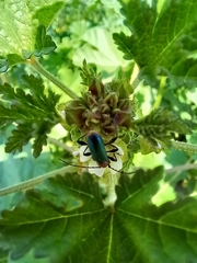 Cartallum ebulinum
