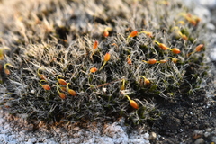 Grimmia orbicularis