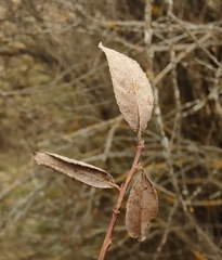 Salix triandra