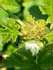 Cartallum ebulinum