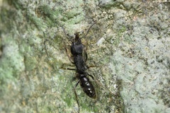 Ectomomyrmex