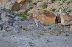 Oryctolagus cuniculus