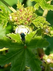 Cartallum ebulinum