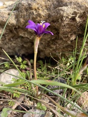 Romulea bulbocodium