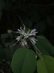 Bauhinia divaricata
