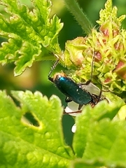 Cartallum ebulinum