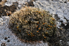 Grimmia orbicularis
