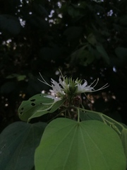 Bauhinia divaricata