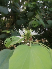 Bauhinia divaricata