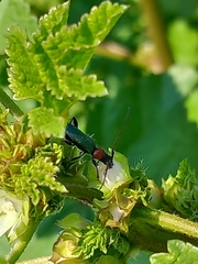 Cartallum ebulinum