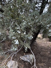 Juniperus deppeana