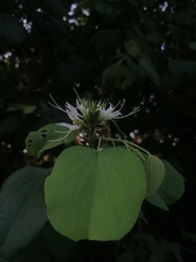 Bauhinia divaricata